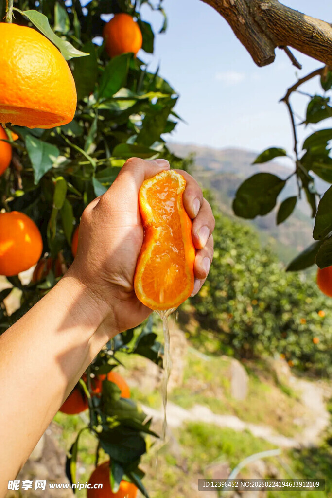 脐橙