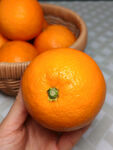 脐橙
