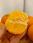 脐橙