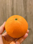 脐橙