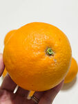 脐橙