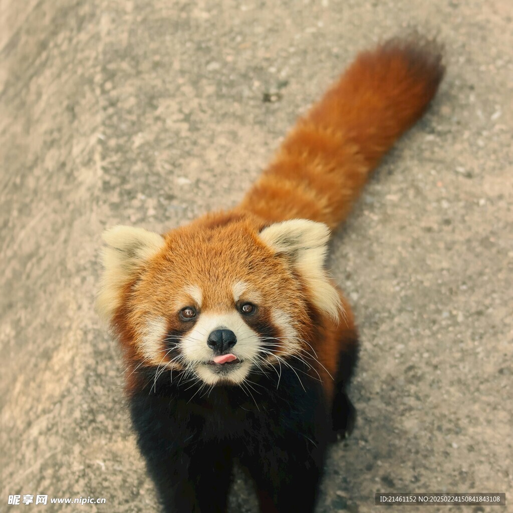 小熊猫
