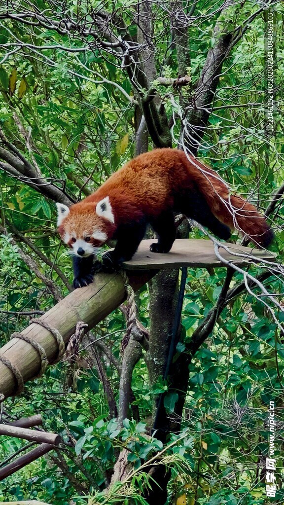 小熊猫