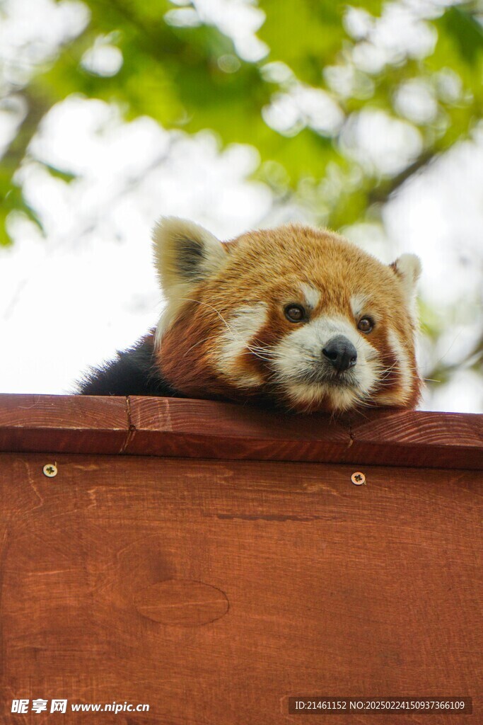 小熊猫