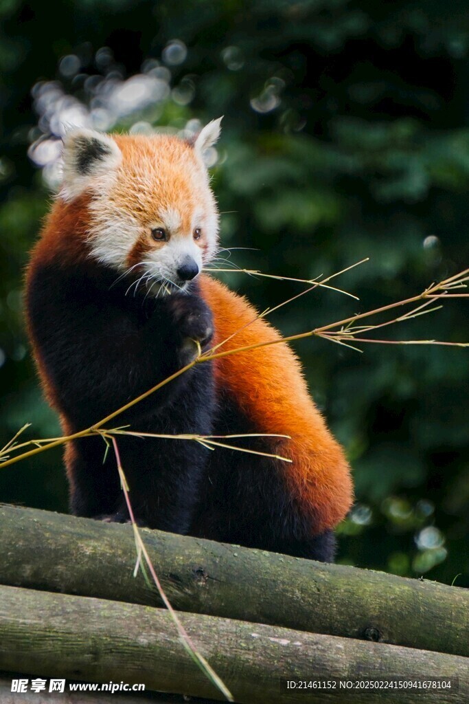 小熊猫