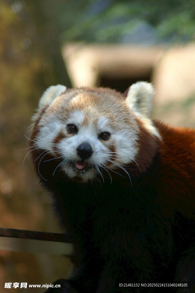 小熊猫