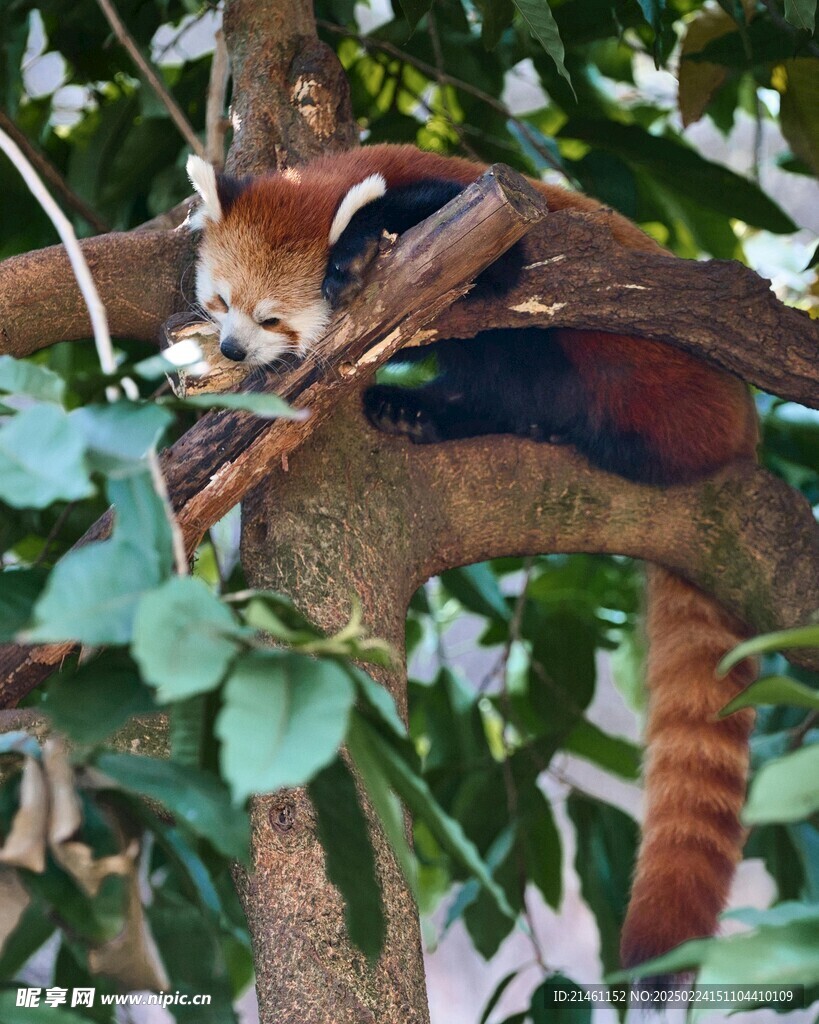 小熊猫