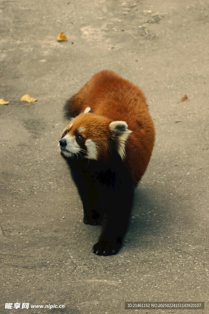 小熊猫