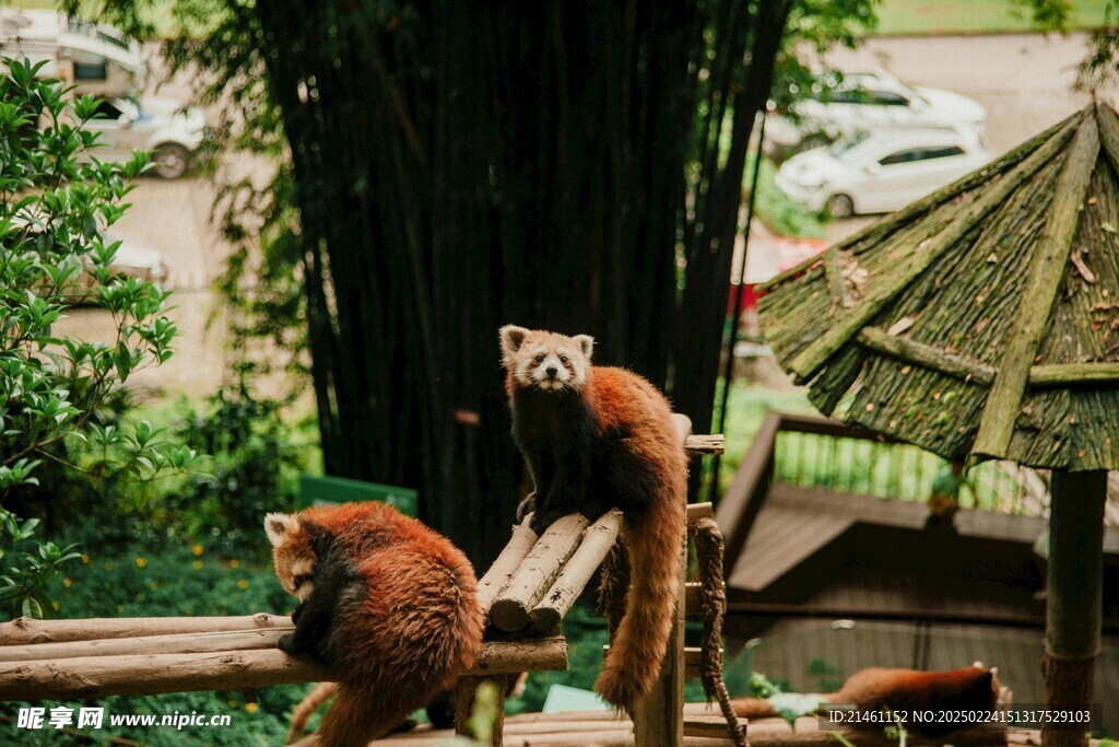 小熊猫