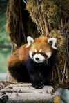 小熊猫