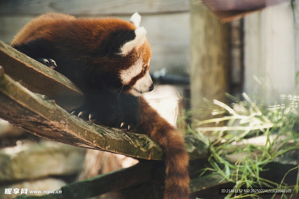 小熊猫