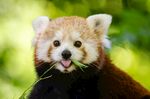 小熊猫