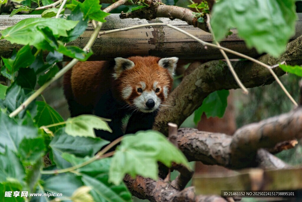 小熊猫