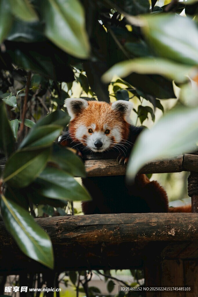 小熊猫
