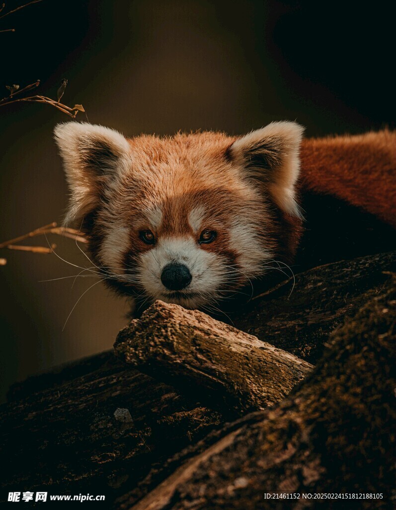 小熊猫