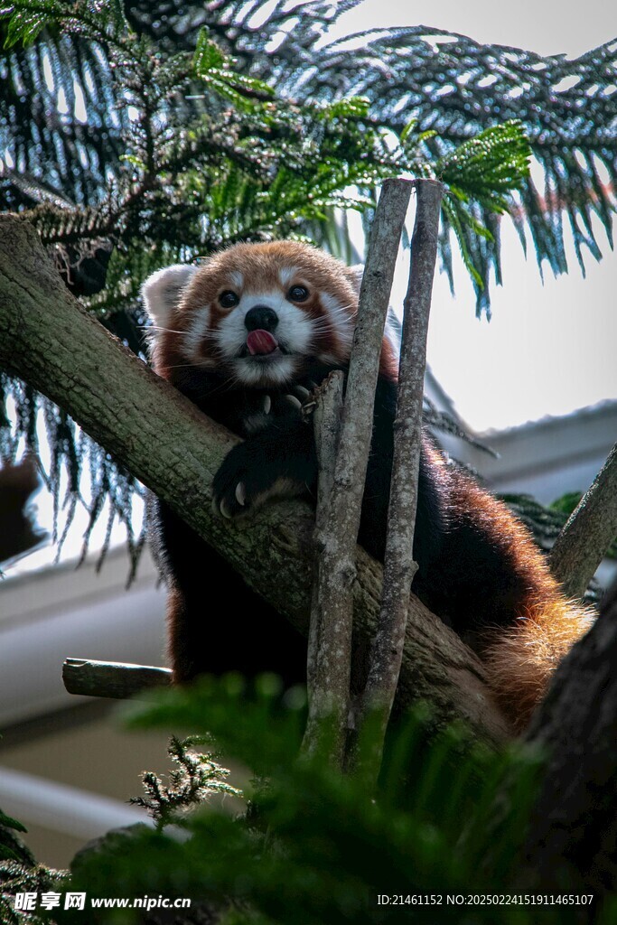 小熊猫
