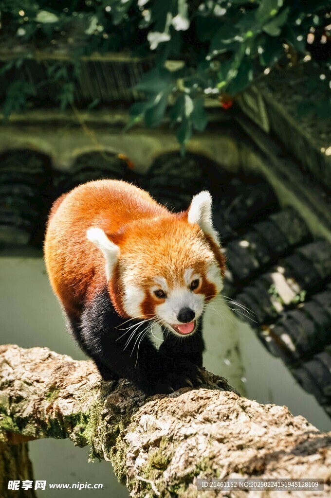 小熊猫