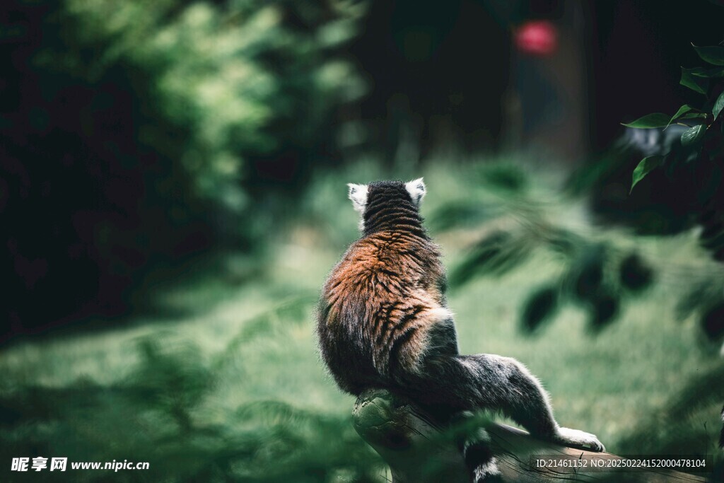 小熊猫