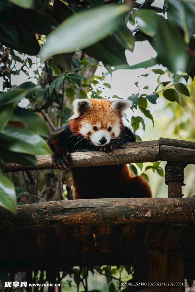 小熊猫