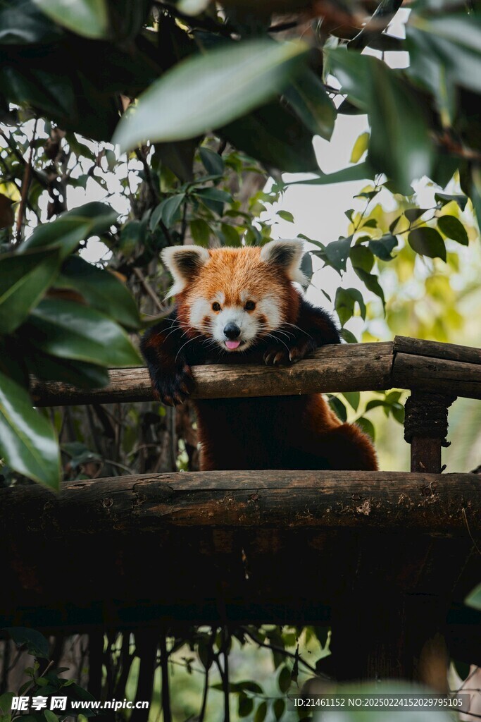 小熊猫