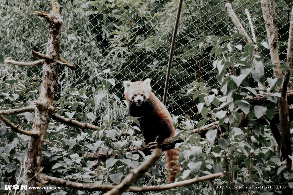 小熊猫