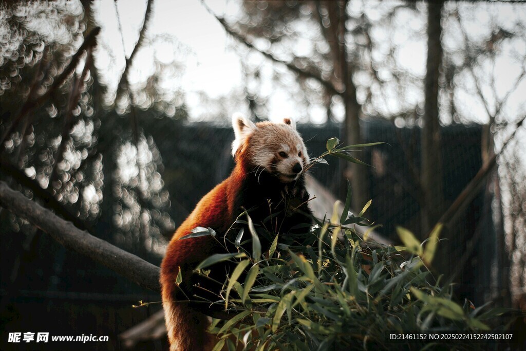 小熊猫