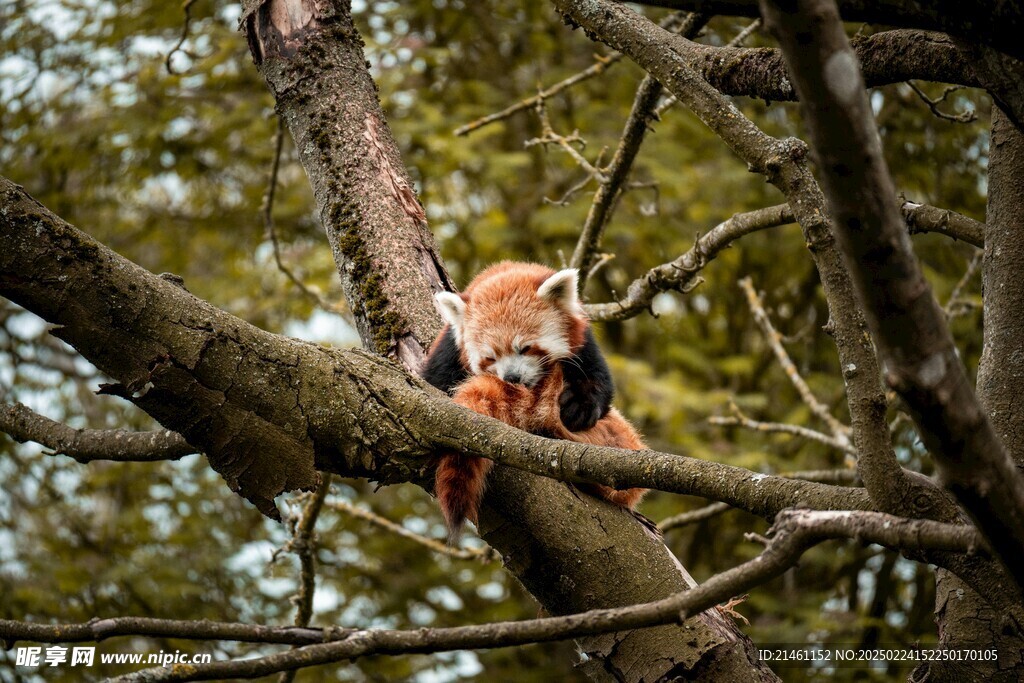 小熊猫