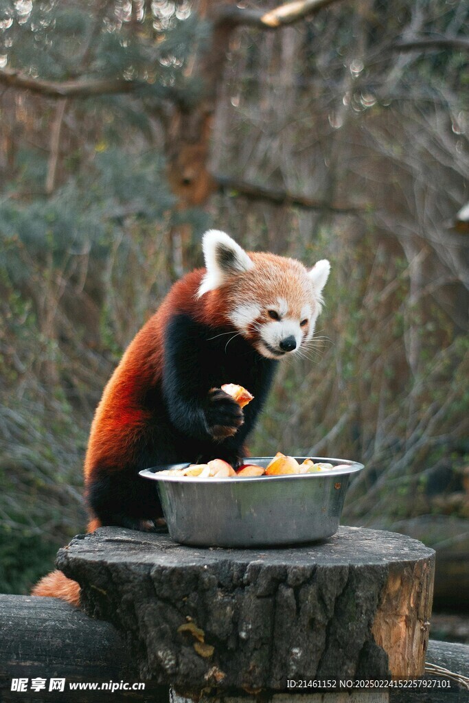 小熊猫