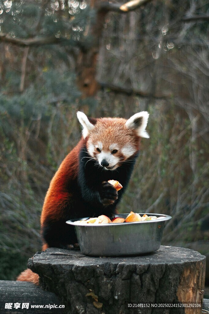 小熊猫