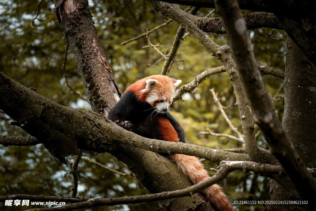 小熊猫