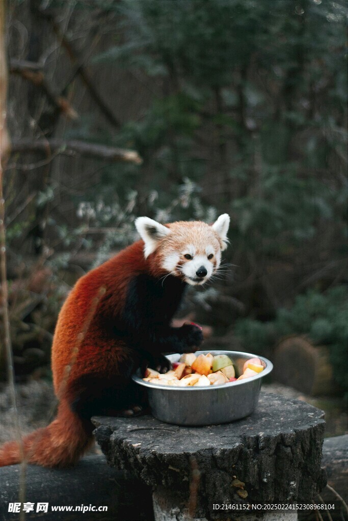 小熊猫