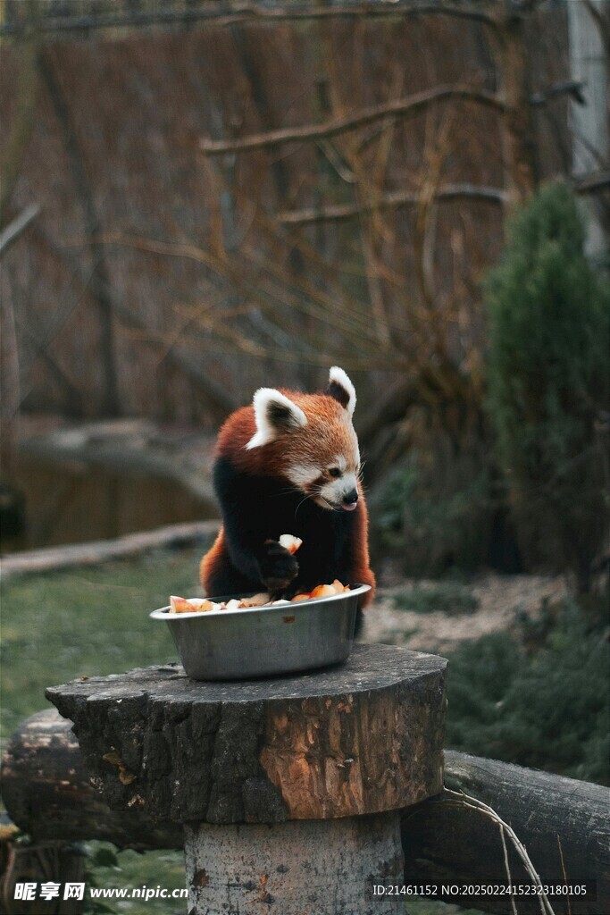 小熊猫