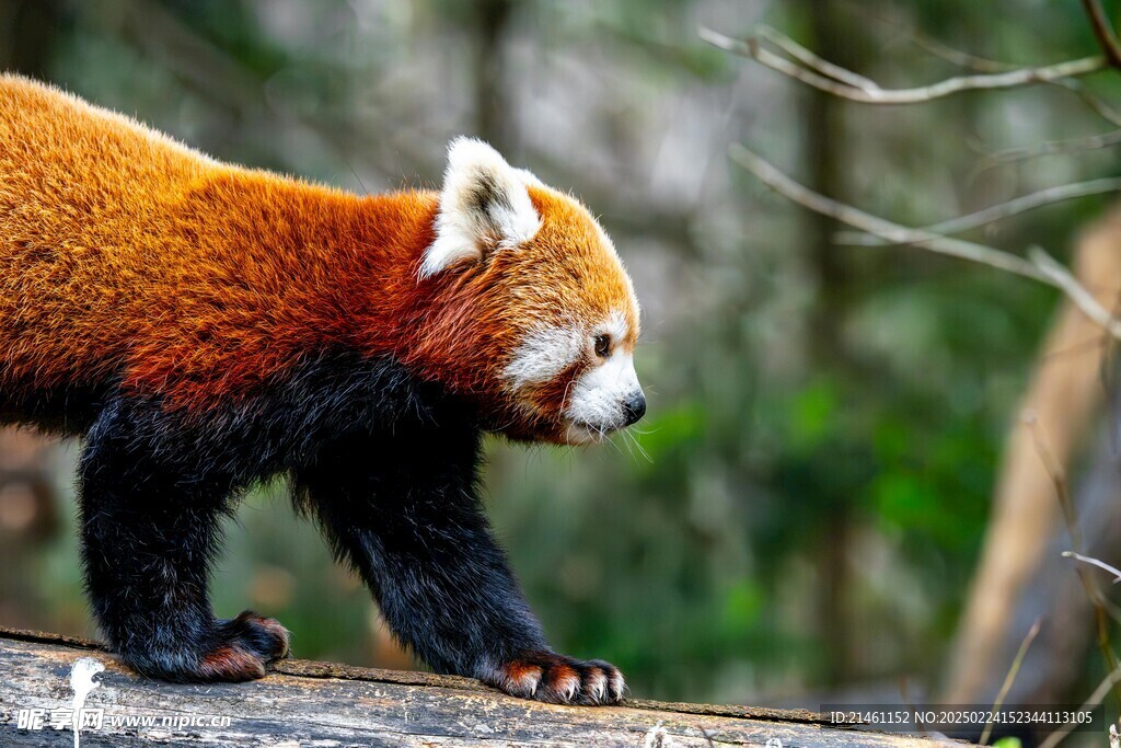 小熊猫