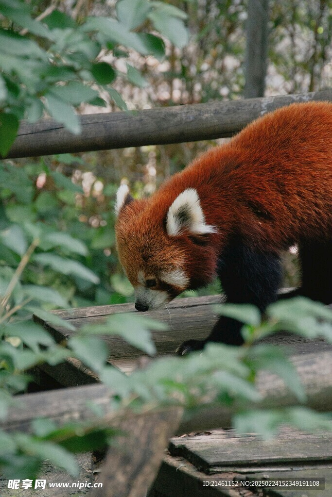 小熊猫