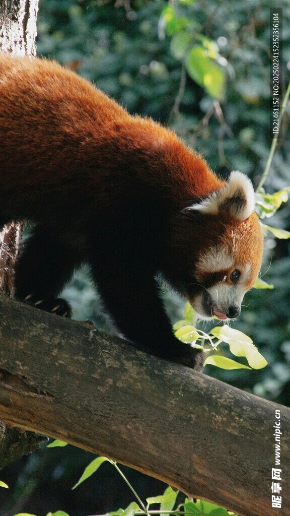 小熊猫