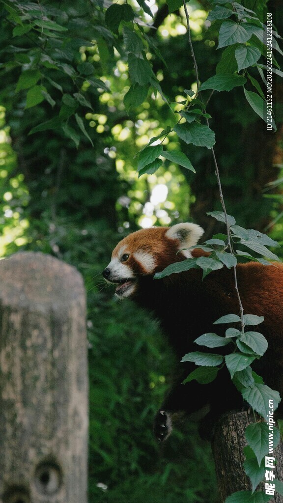 小熊猫