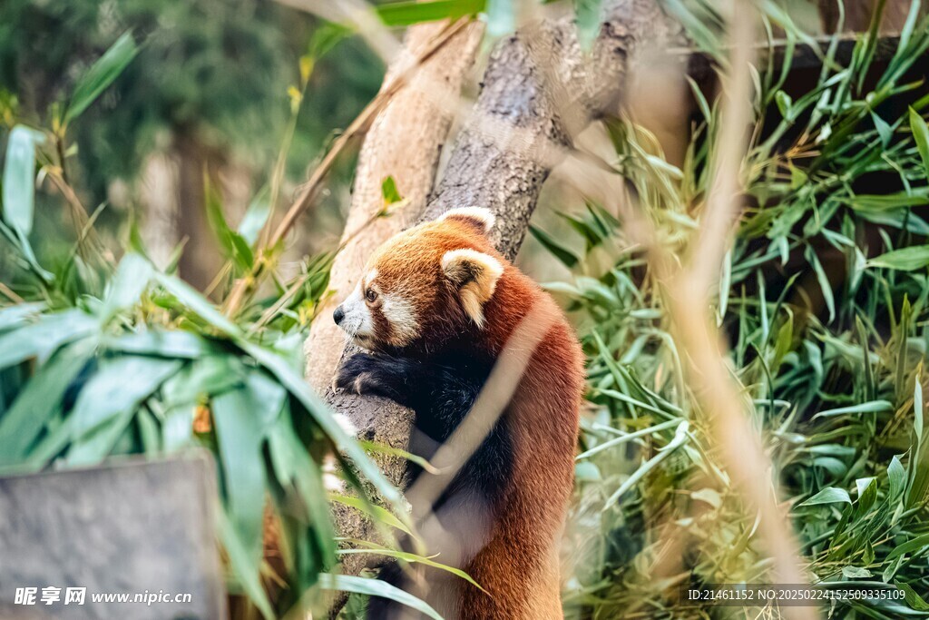 小熊猫