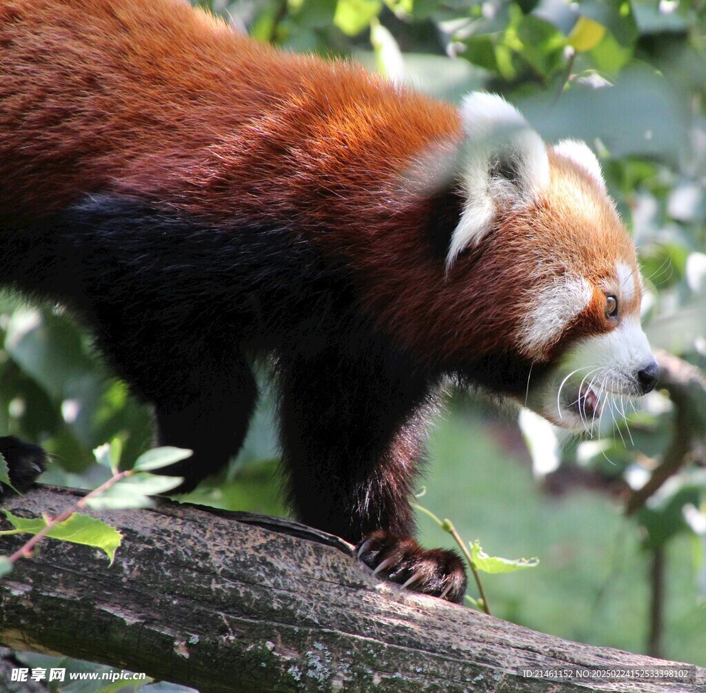 小熊猫