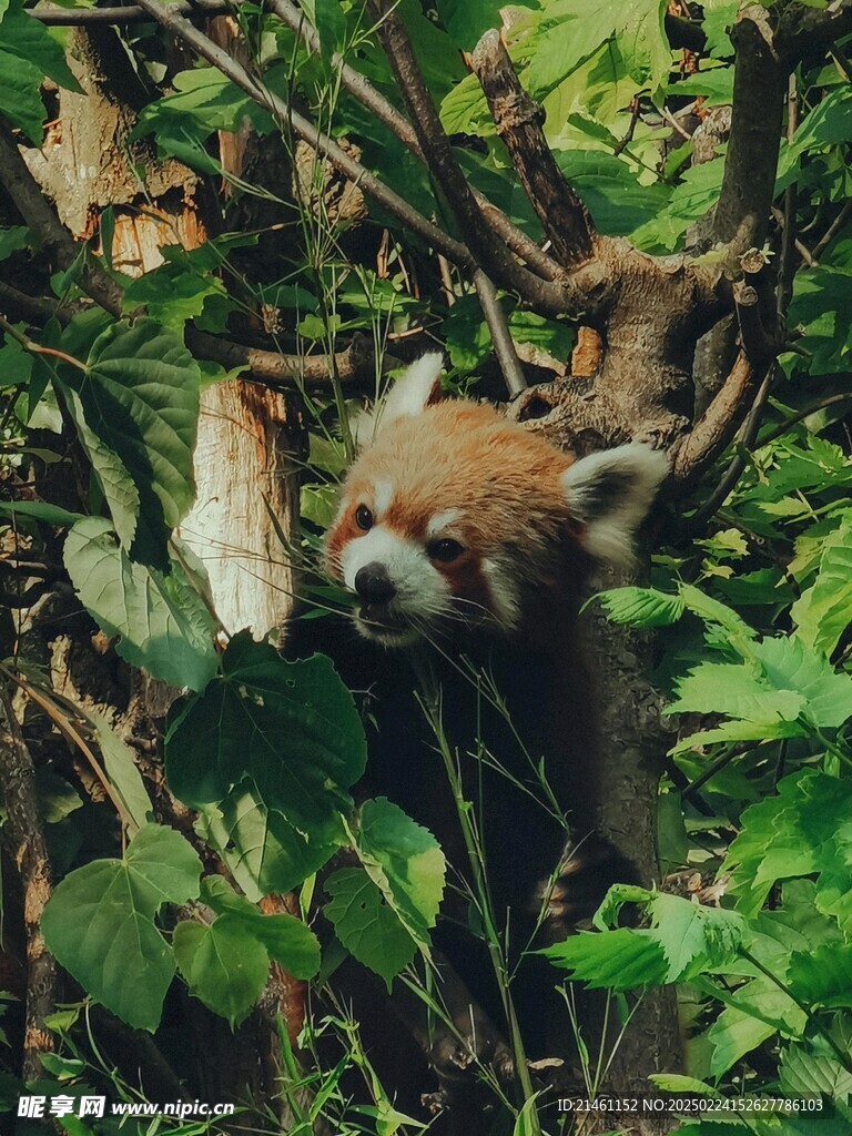 小熊猫