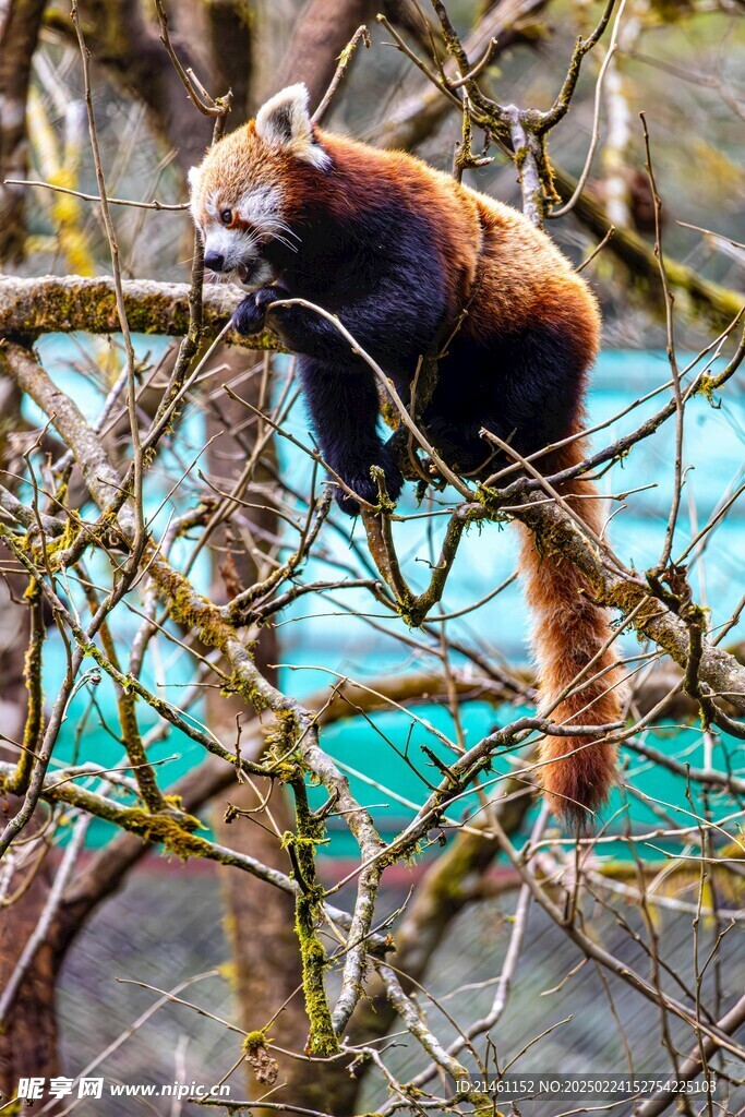 小熊猫