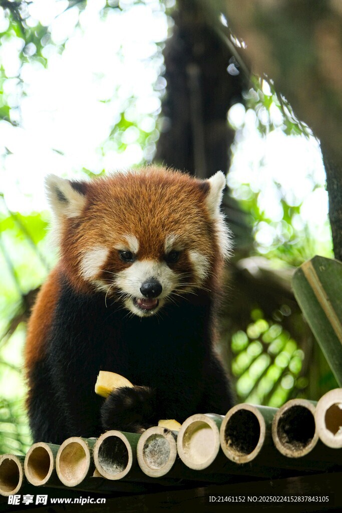 小熊猫