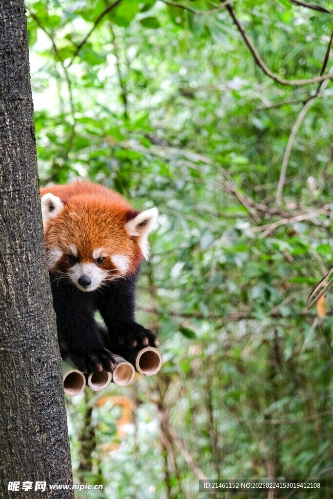 小熊猫