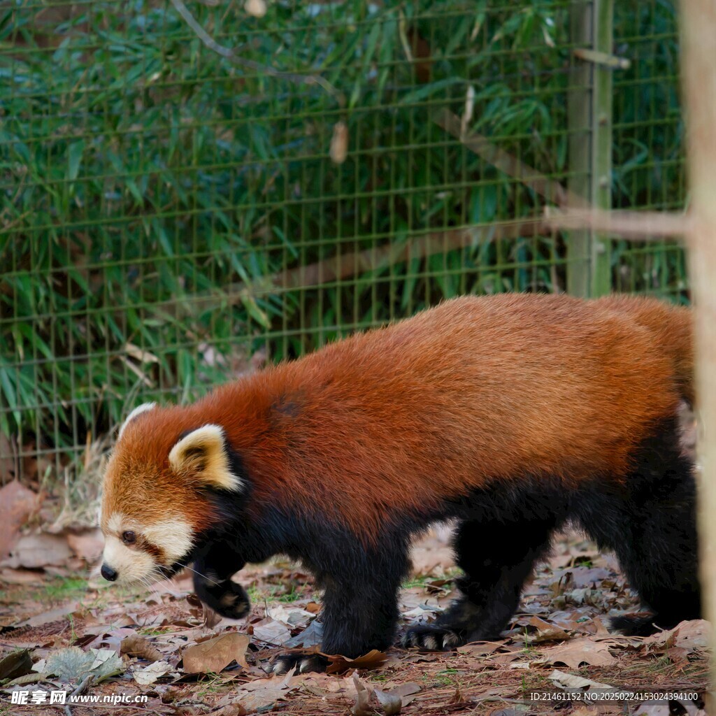 小熊猫