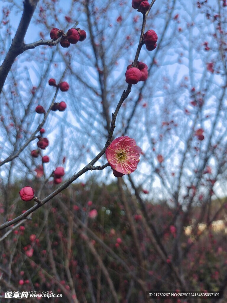 红梅花