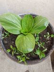 盆栽菜 种菜