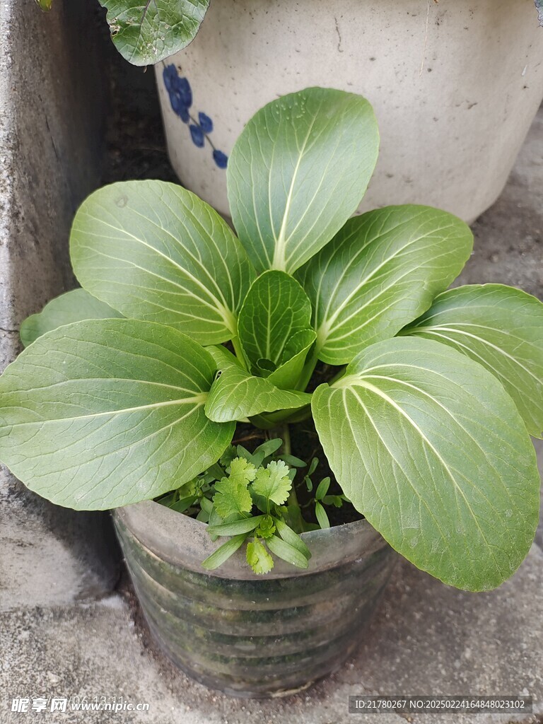 盆栽白菜