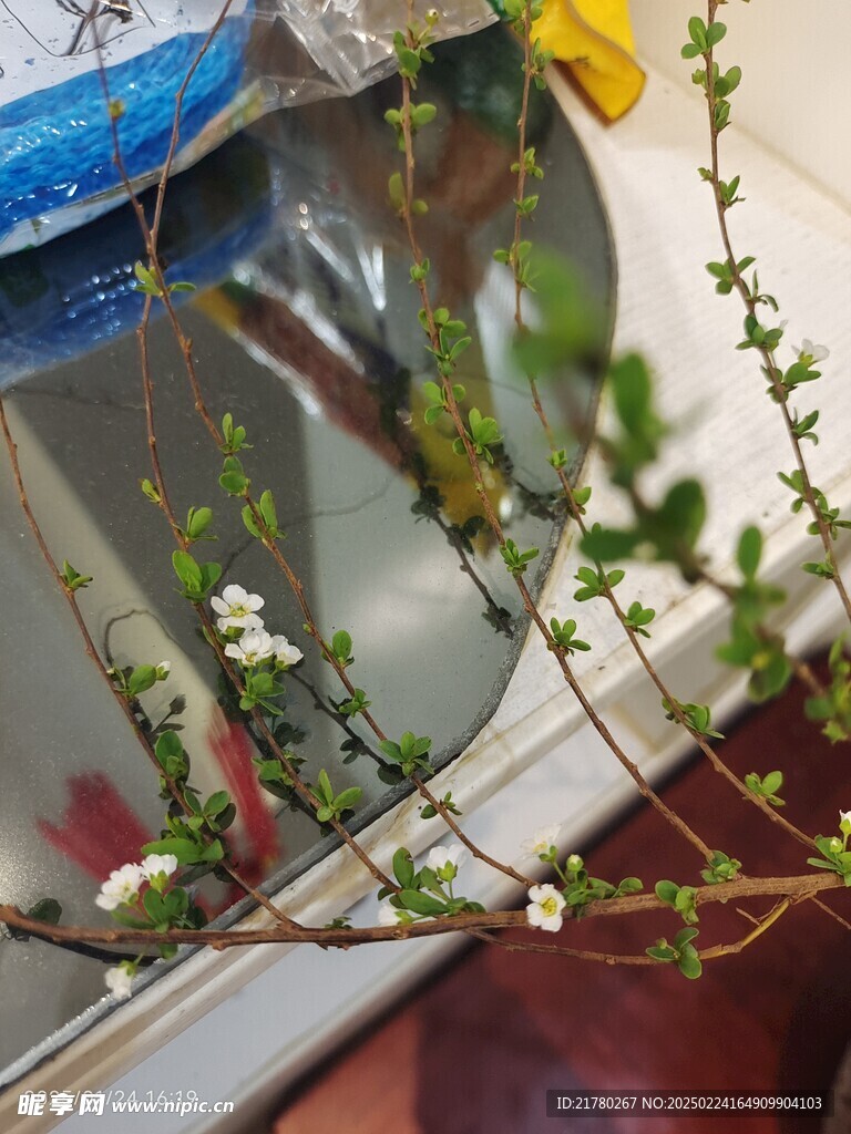 雪柳花