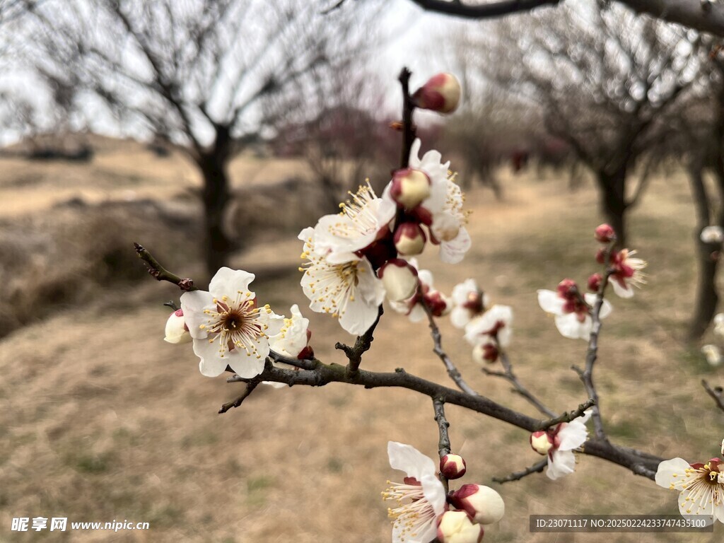 梅
