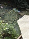 溪流