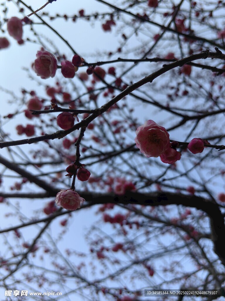 梅花